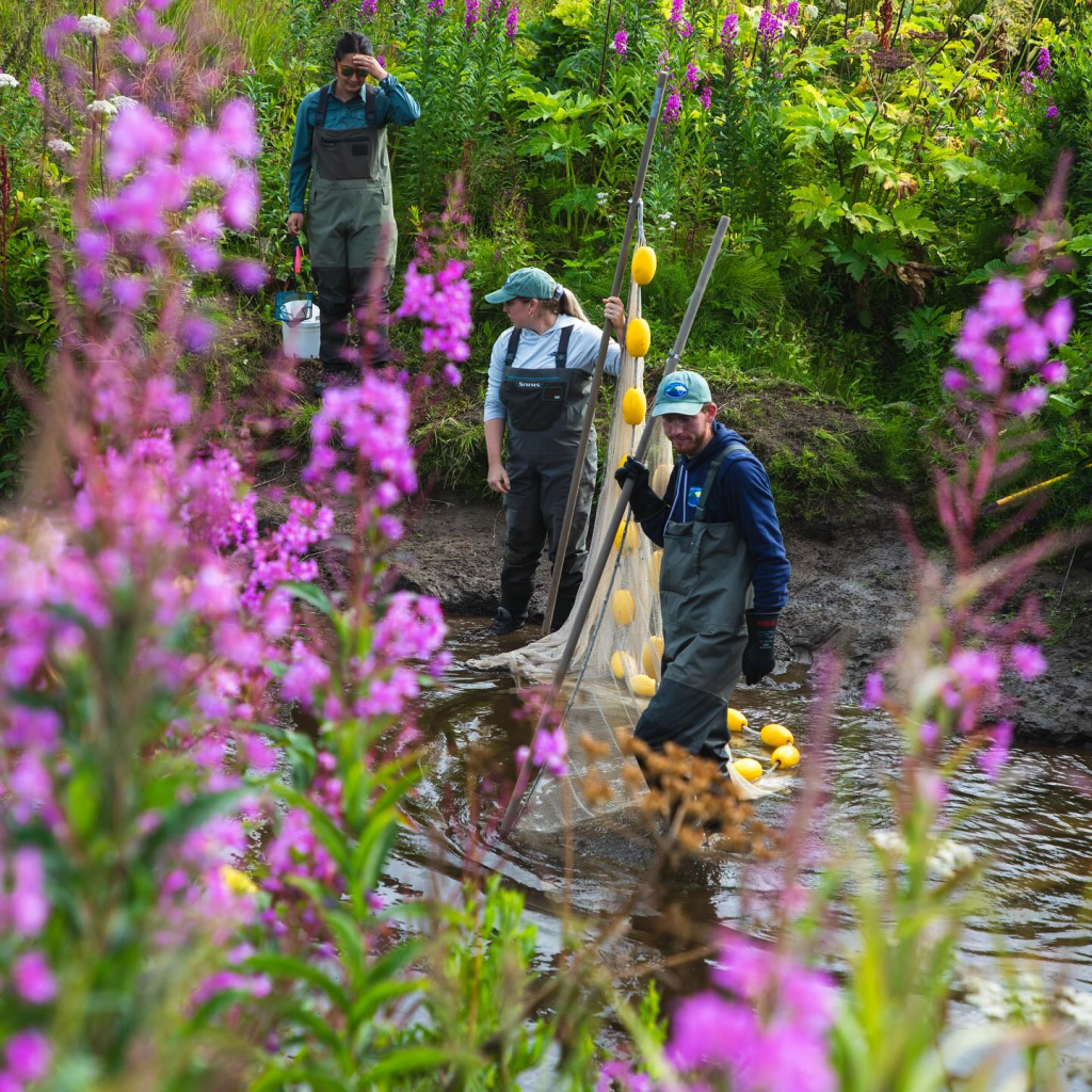 researchers in salmon stream