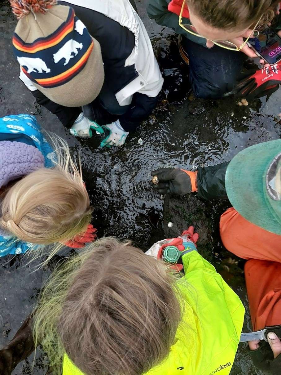 students in intertidal looking at organisms