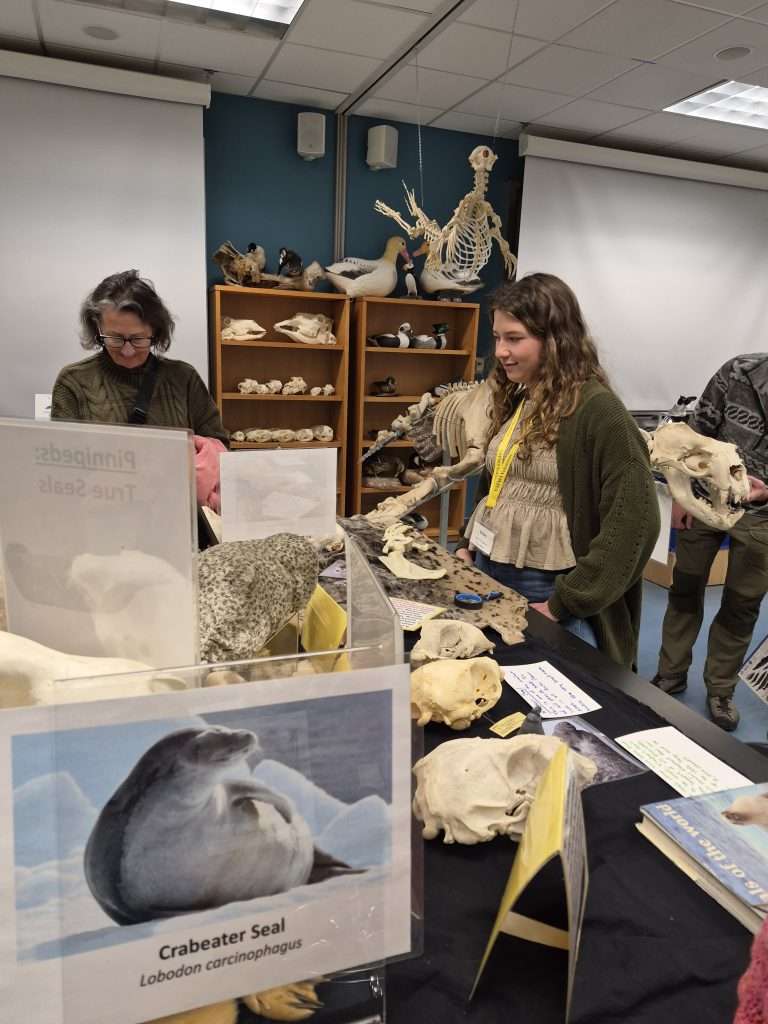 SBB intern talks about bones at the September Discovery Lab