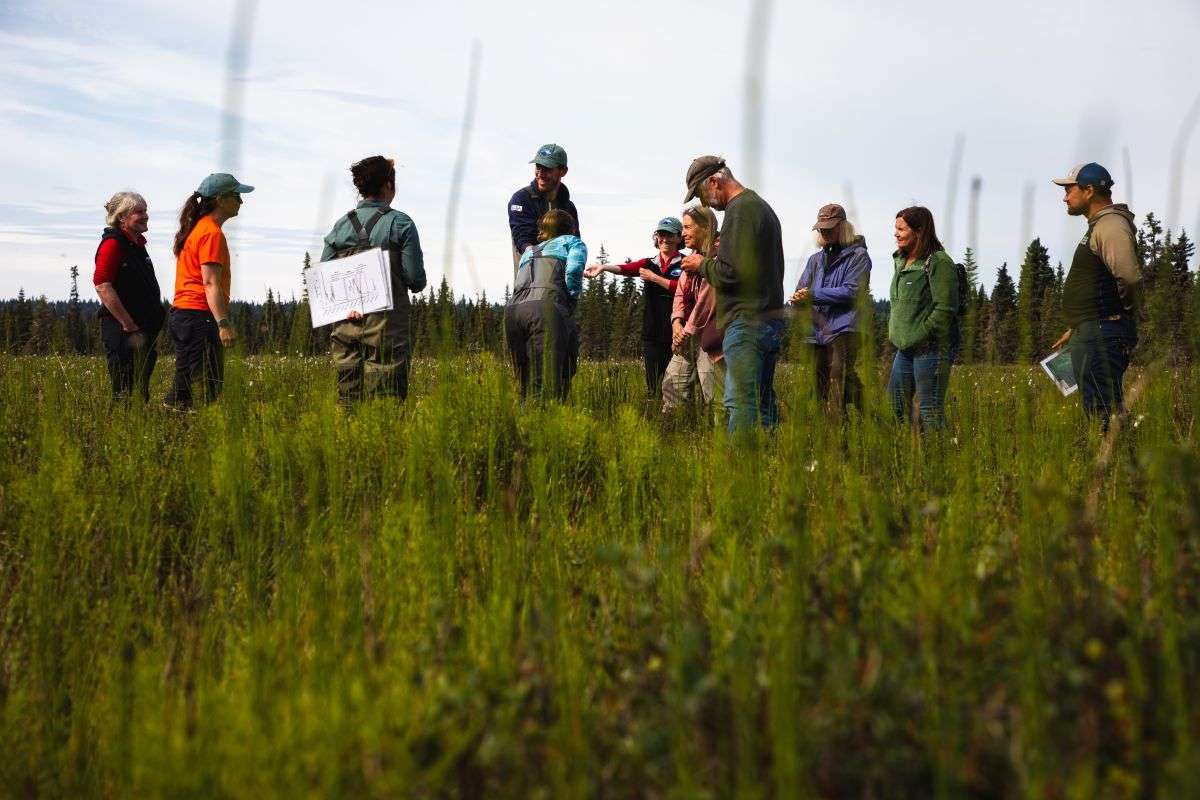 people gather in a peatland surrounded by grasses, sedges and shrubs.