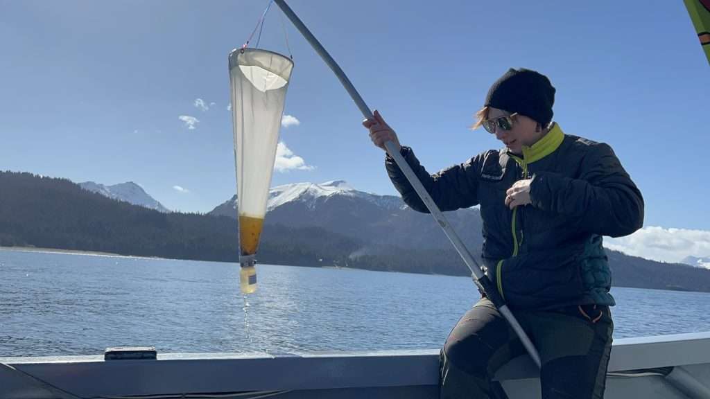 Kim Schuster from KBNERR collects a phytoplankton during a bloom during the 2025 season. 