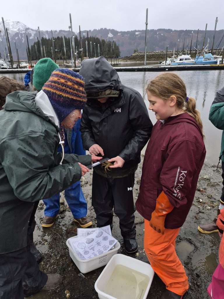 students look at a native crab in the harbor and measure it.