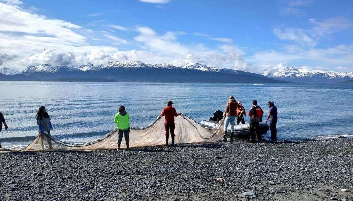 Beach_Seining_older_smaller People hold seine net on shore of Kachemak Bay