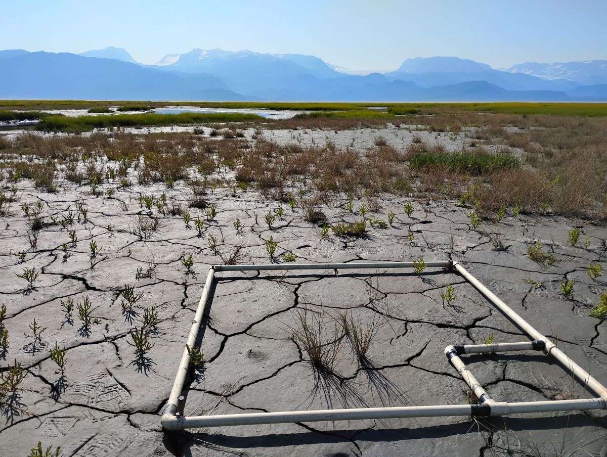 Quadrat on ground with mud and plants in salt marsh and mountains in distance