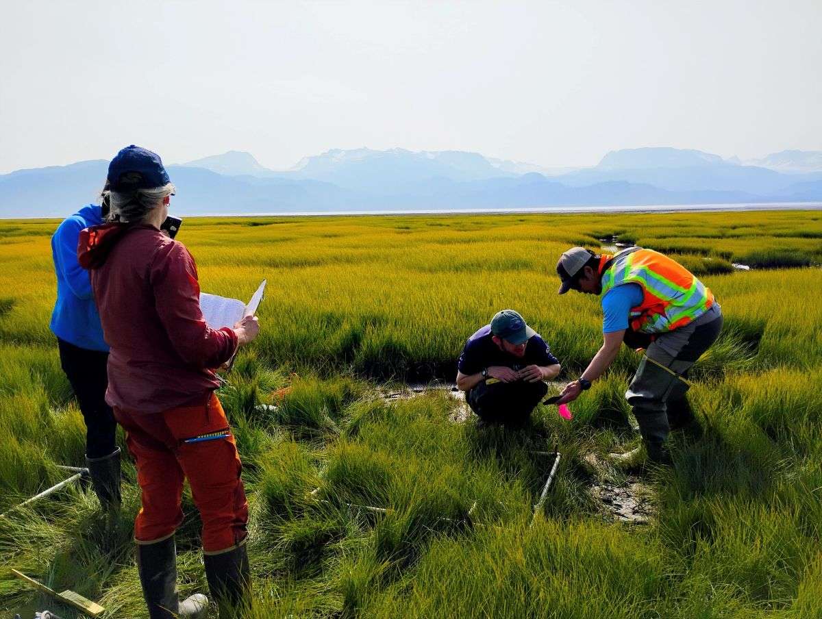 People look at plants in salt marsh with mountains in distance.