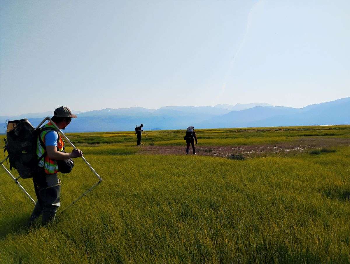 People with survey equipment walking in salt marsh with mountains in distance